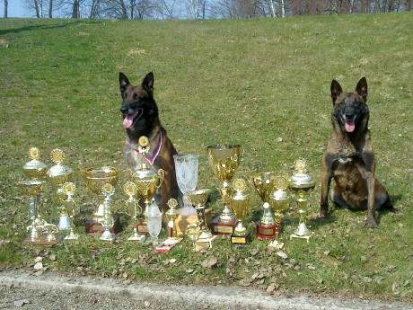2013 Mistrovství Moravy ve výkonu psovodů a služebních psů 1.místo, nejlepší pachové práce Dick ze Soutoku Sázavy 017