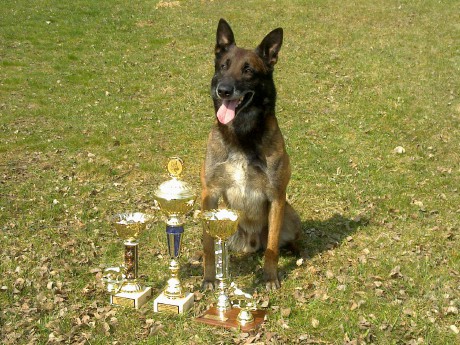 1. místo, nejlepší obrana, nejlepší stopa v kategorii hlídkoví psi - Krajský přebor kraje Vysočina 2010