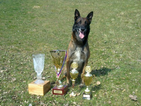2.místo, nejlepší poslušnost, nejlepší stopa v kategorii hlídkoví psi - Krajský přebor kraje Vysočina 2011